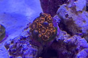 Bam Bam Zoanthid Thumbnail