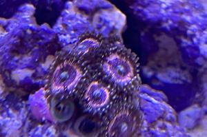 Pink Zipper Zoa Thumbnail