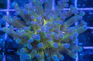 Blue Snowcap Frogspawn Thumbnail