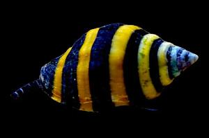 Bumblebee Snail Thumbnail