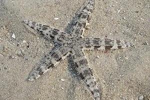 Sand Sea Star Thumbnail