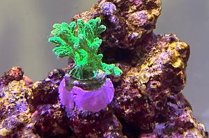 Horn Coral Thumbnail