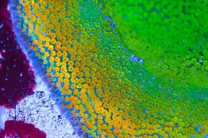 Rainbow Montipora Thumbnail