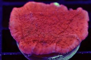 Red Encrusting Montipora Thumbnail