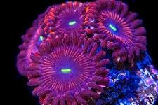 People Eater Zoa Thumbnail