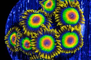 Rasta Zoa Thumbnail