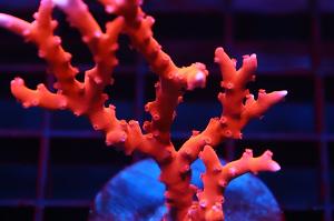 Red TNT Anacropora Thumbnail