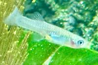 Endler's Guppy Thumbnail