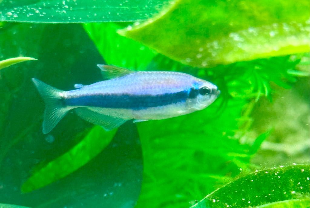 Blue Emperor Tetra