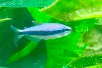 Blue Emperor Tetra Thumbnail