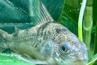 Peppered Corydoras Thumbnail