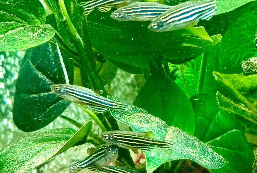 Zebra Danio