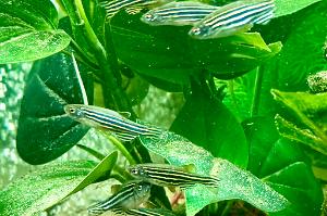 Zebra Danio Thumbnail