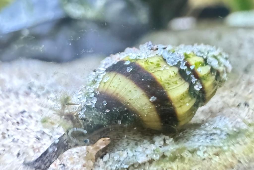 Assassin Snail