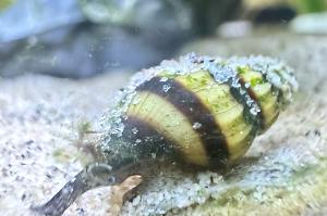 Assassin Snail Thumbnail