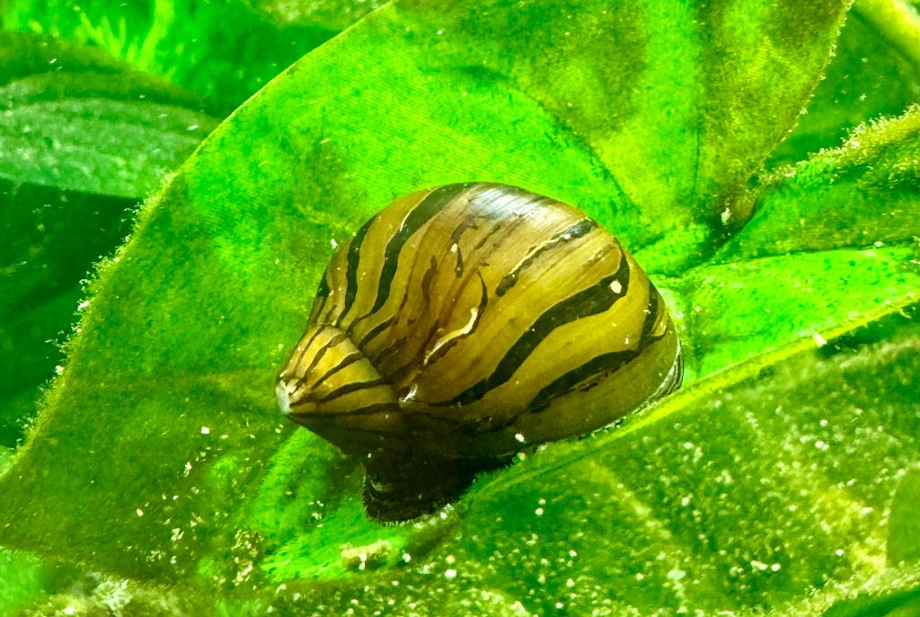 Nerite Snail