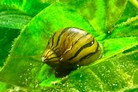 Zebra Nerite  Thumbnail