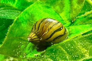 Zebra Nerite  Thumbnail