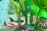 Neon Tetra Thumbnail