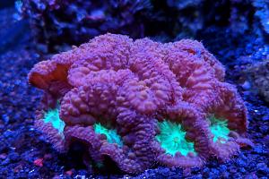 Blastomussa Coral Thumbnail