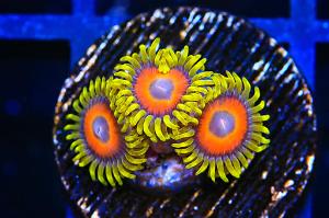 Eagle Eye Zoa Thumbnail