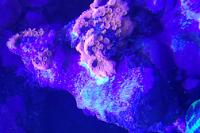 Montipora Setosa Thumbnail