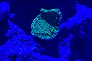 Montipora Thumbnail