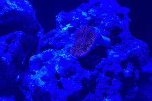 Montipora Thumbnail