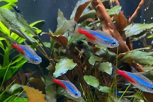  Neon Tetra Thumbnail