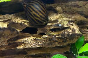 Zebra Nerite Thumbnail