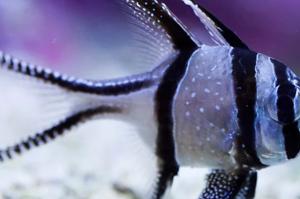 Banggai Cardinalfish Thumbnail