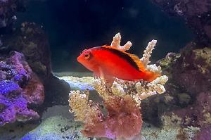 Flame Hawkfish Thumbnail