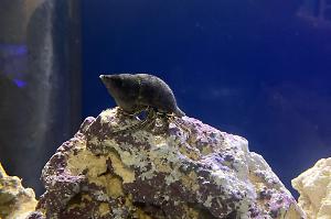 Dwarf Yellow Tip Hermit Crab Thumbnail