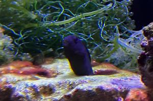 Yellowtail Black Blenny Thumbnail