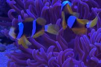 Clarkii Clownfish Thumbnail