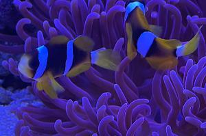 Clarkii Clownfish Thumbnail