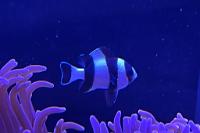 Four Stripe Damselfish Thumbnail