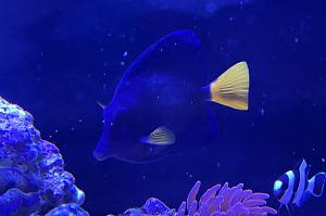 Purple Tang Thumbnail