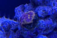 Chalice Coral Thumbnail