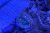 Chalice Coral Thumbnail