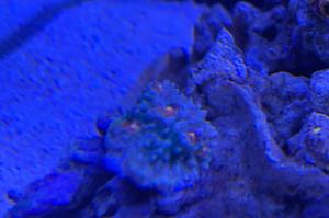 Chalice Coral