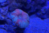 Button Coral Scolymia Thumbnail