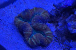 Lobophyllia Brain Coral Thumbnail