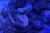 Chalice Coral Thumbnail