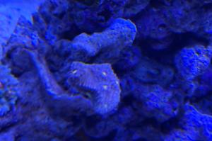 Chalice Coral