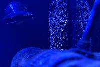 Black Sea Cucumber Thumbnail