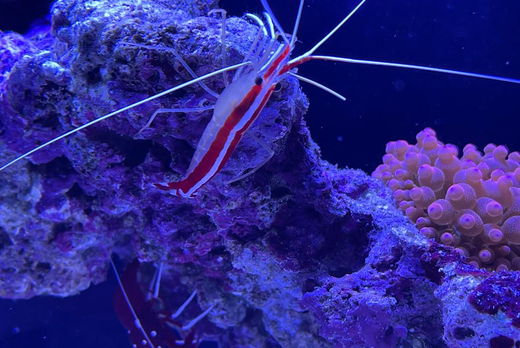 Red Line Cleaner Shrimp