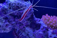 Red Line Cleaner Shrimp Thumbnail