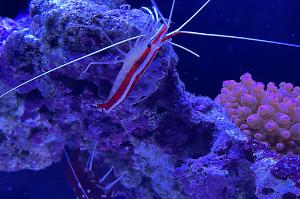 Red Line Cleaner Shrimp