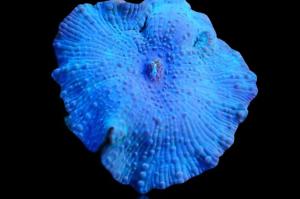 Blue Discoma Mushroom Thumbnail